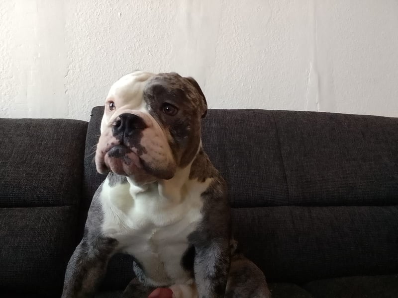 Englische Bulldogge sucht dringend ein neues liebevolles Zuhause