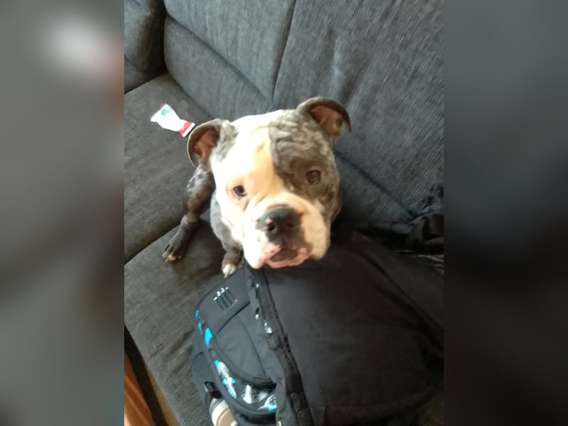 Englische Bulldogge sucht dringend ein neues liebevolles Zuhause