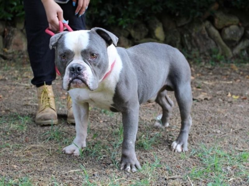 Brizio - Ein gebrochenes Herz auf der Suche