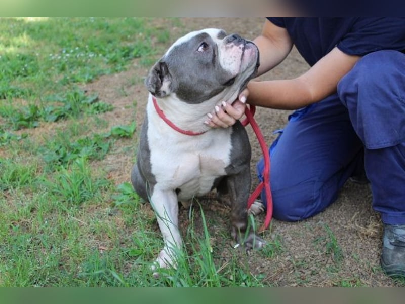 Brizio - Ein gebrochenes Herz auf der Suche