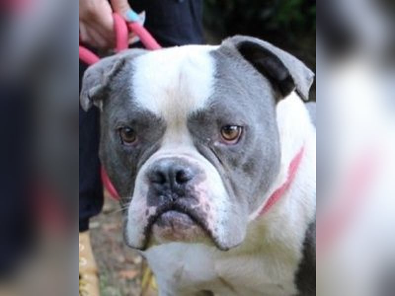 Brizio - Ein gebrochenes Herz auf der Suche