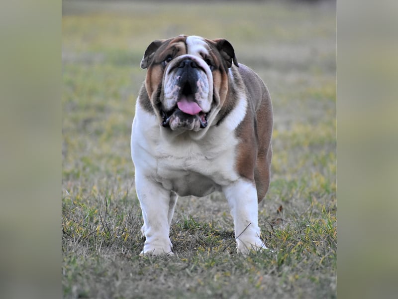 Englische Bulldogge rüde