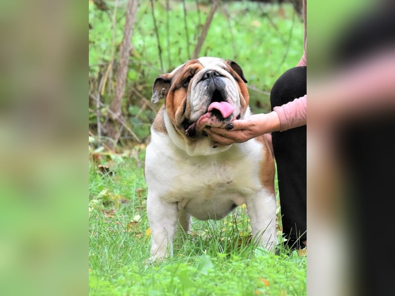 Englische Bulldogge rüde