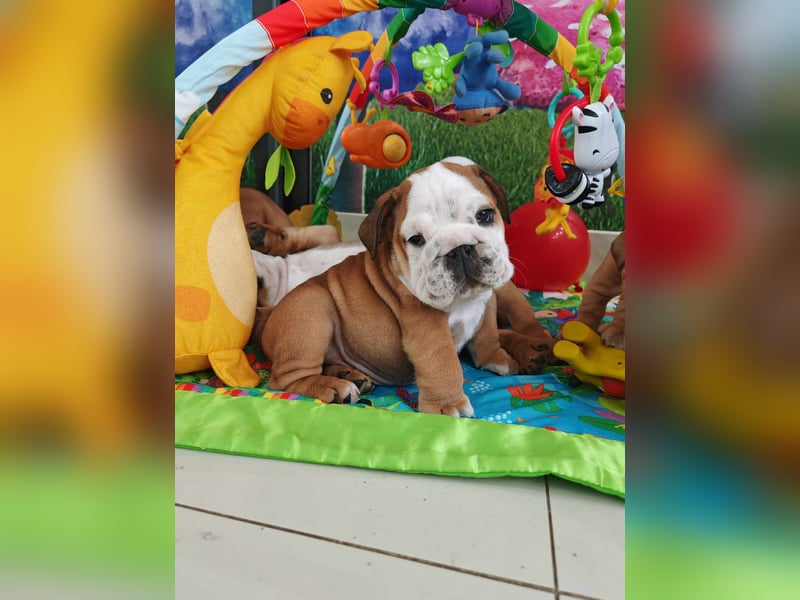Englische Bulldogge Welpen mit FCI Papiere