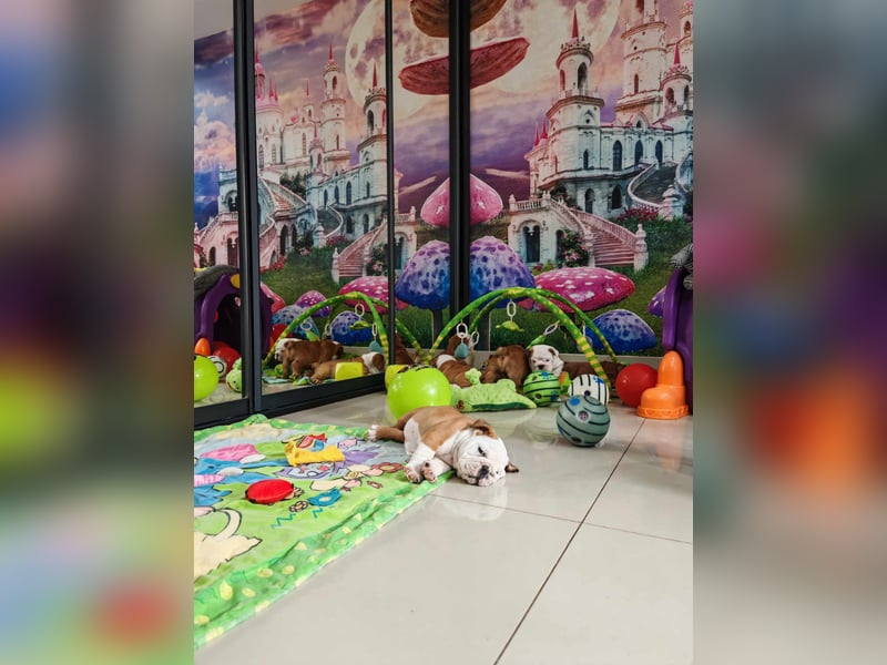 Englische Bulldogge Welpen mit FCI Papiere