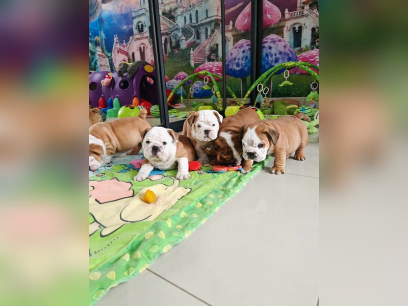 Englische Bulldogge Welpen mit FCI Papiere