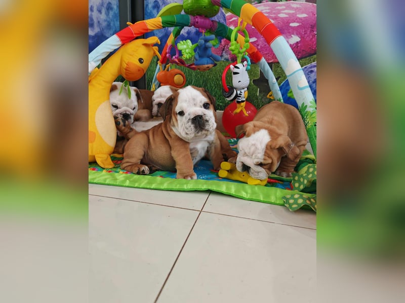 Englische Bulldogge Welpen mit FCI Papiere