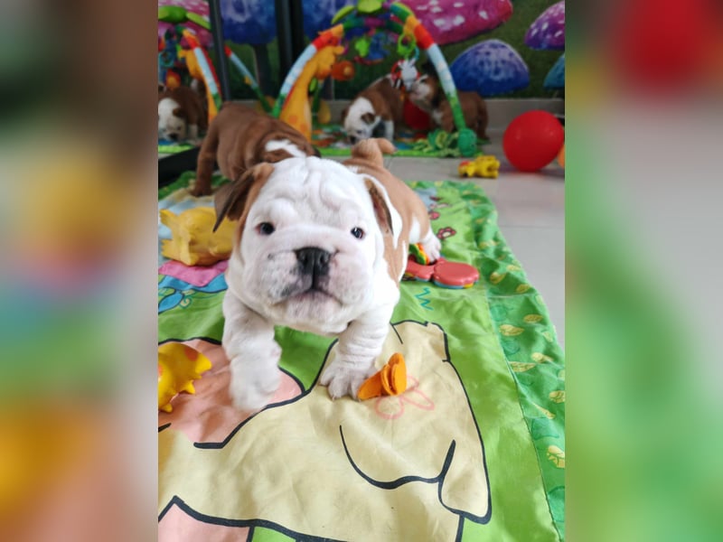 Englische Bulldogge Welpen mit FCI Papiere