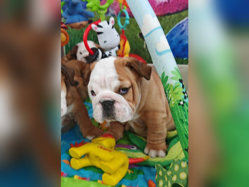Englische Bulldogge Welpen mit FCI Papiere