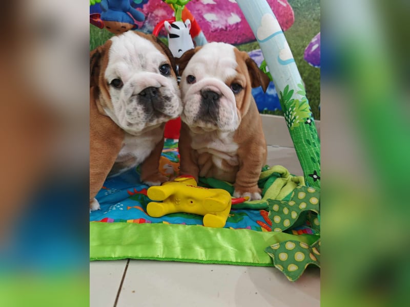 Englische Bulldogge Welpen mit FCI Papiere