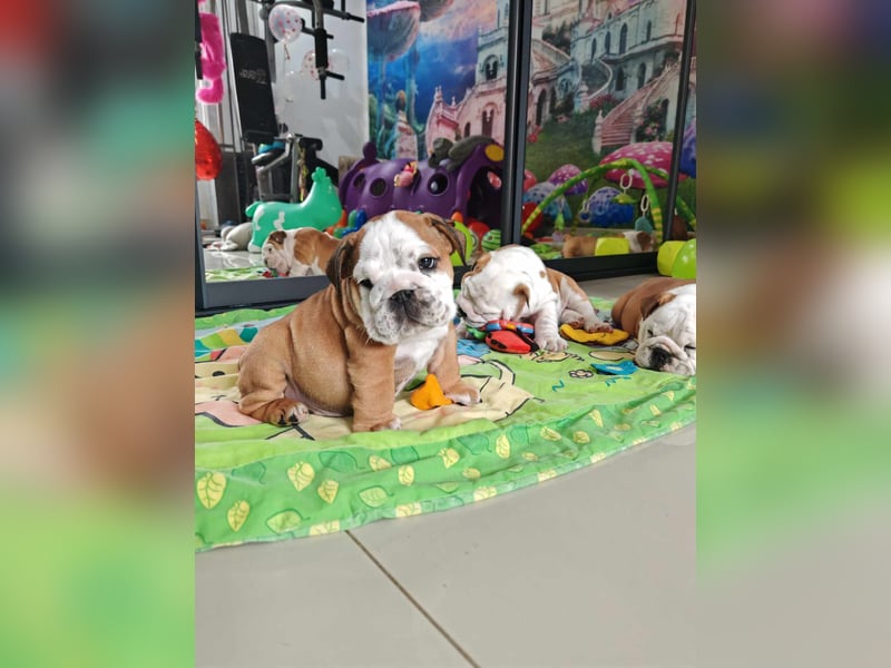 Englische Bulldogge Welpen mit FCI Papiere