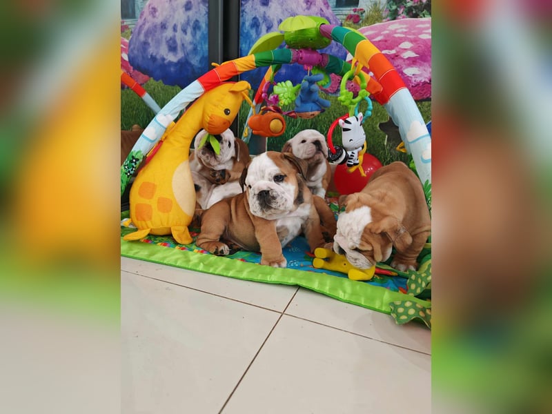 Englische Bulldogge Welpen mit FCI Papiere