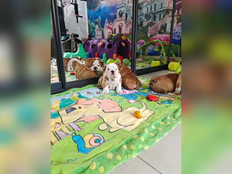 Englische Bulldogge Welpen mit FCI Papiere