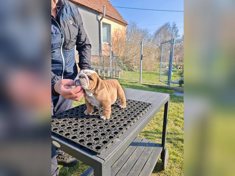 Englische Bulldogge Welpen mit FCI Papiere