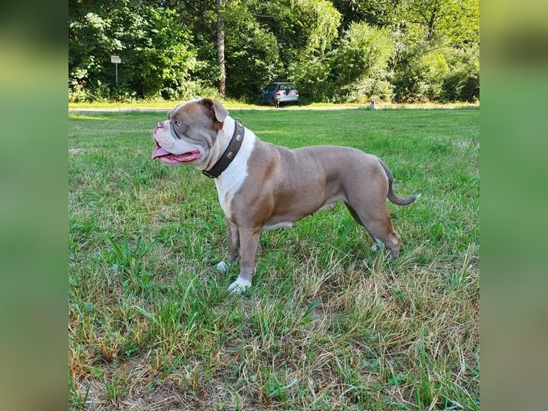 Old English Bulldog Deck Rüde