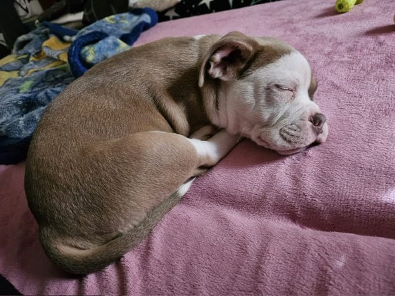 Old English Bulldog Deck Rüde