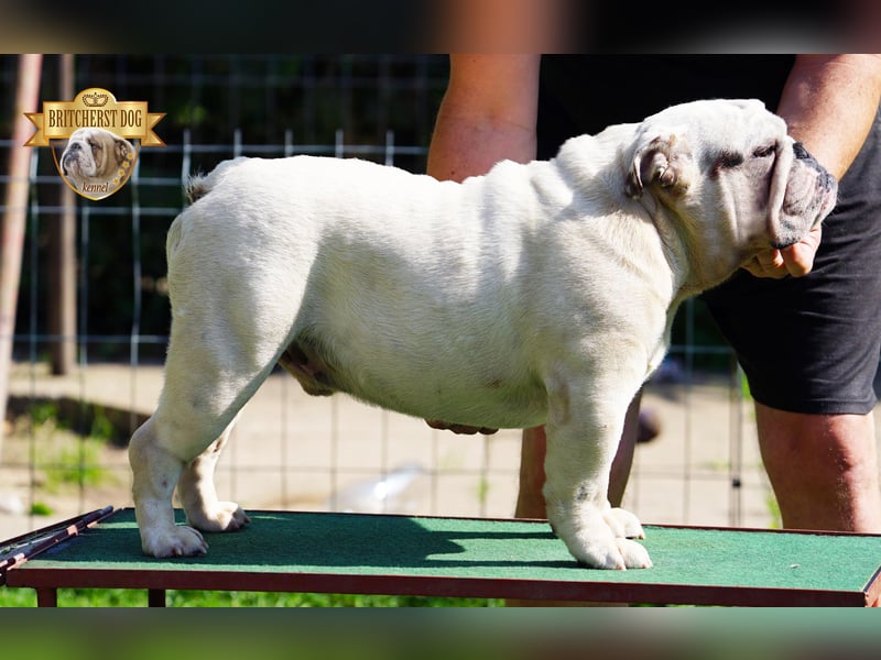Junge reinrassige Englische Bulldogge FCI sucht ein liebevolles Zuhause und Familie