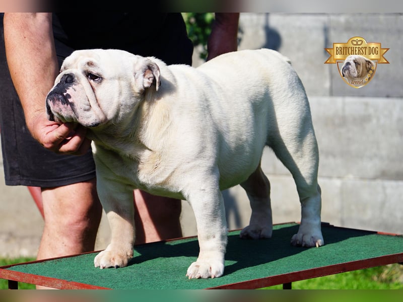 Junge reinrassige Englische Bulldogge FCI sucht ein liebevolles Zuhause und Familie
