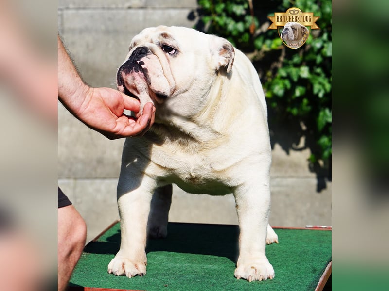 Junge reinrassige Englische Bulldogge FCI sucht ein liebevolles Zuhause und Familie
