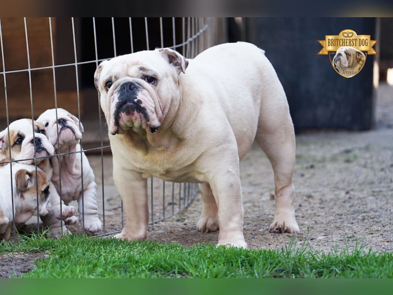 Junge reinrassige Englische Bulldogge FCI sucht ein liebevolles Zuhause und Familie