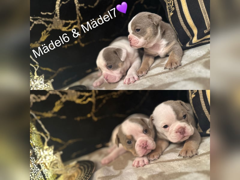 Old English Bulldog Welpen
