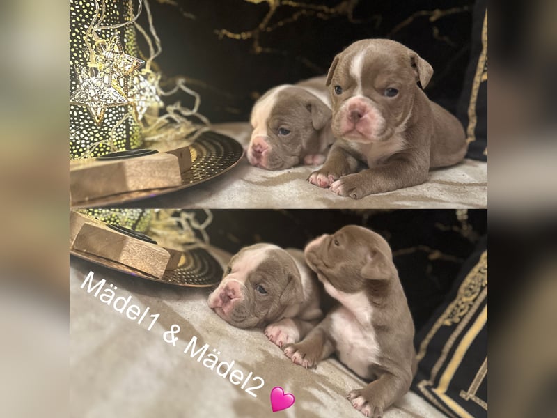 Old English Bulldog Welpen