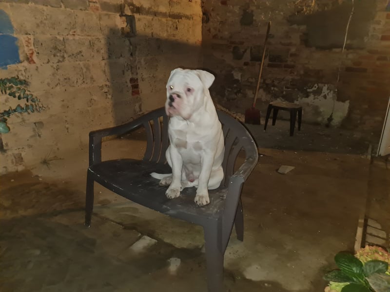 OLD BULLDOGE