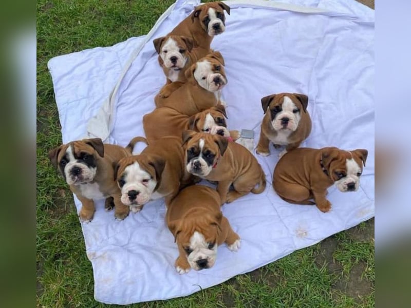 Englische Bulldogge welpen