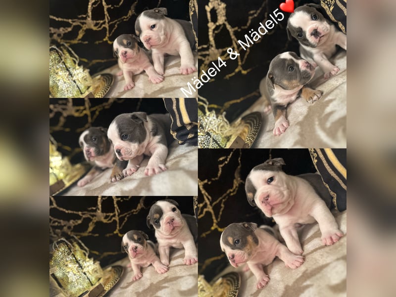 Old Englisch Bulldog Welpen + Ahnentafel