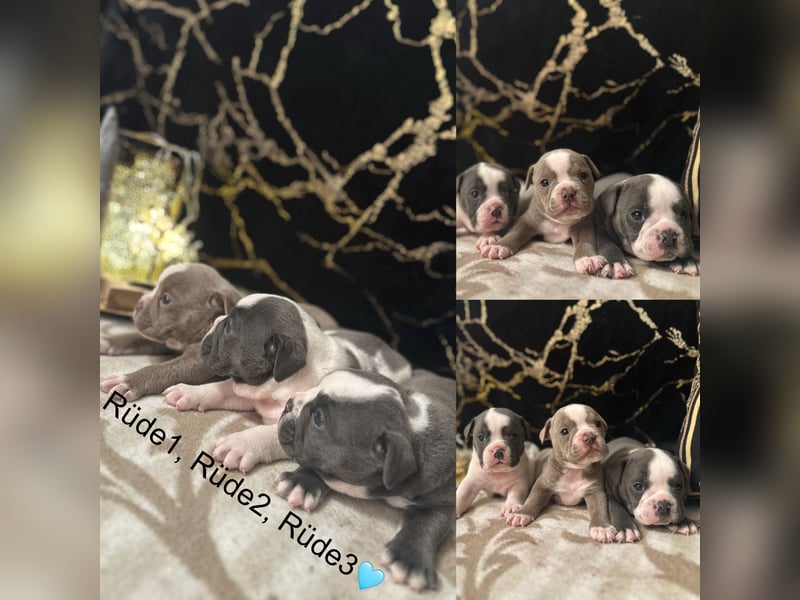 Old Englisch Bulldog Welpen + Ahnentafel