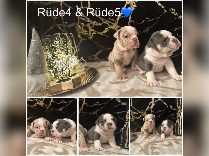 Old Englisch Bulldog Welpen + Ahnentafel