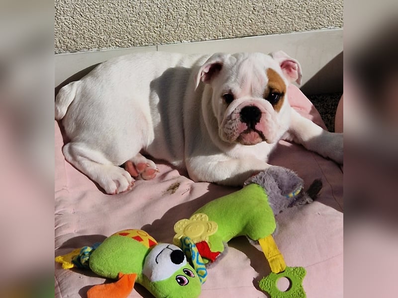 Englische Bulldoggen welpen Top Pedigree FCI