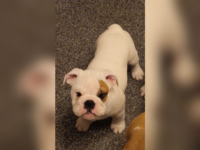 Englische Bulldoggen welpen Top Pedigree FCI