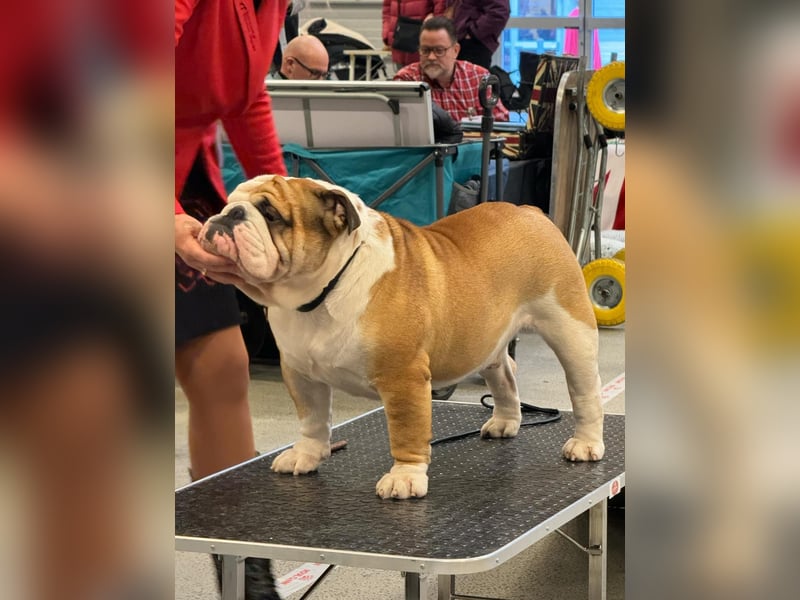 Englische Bulldoggen welpen Top Pedigree FCI
