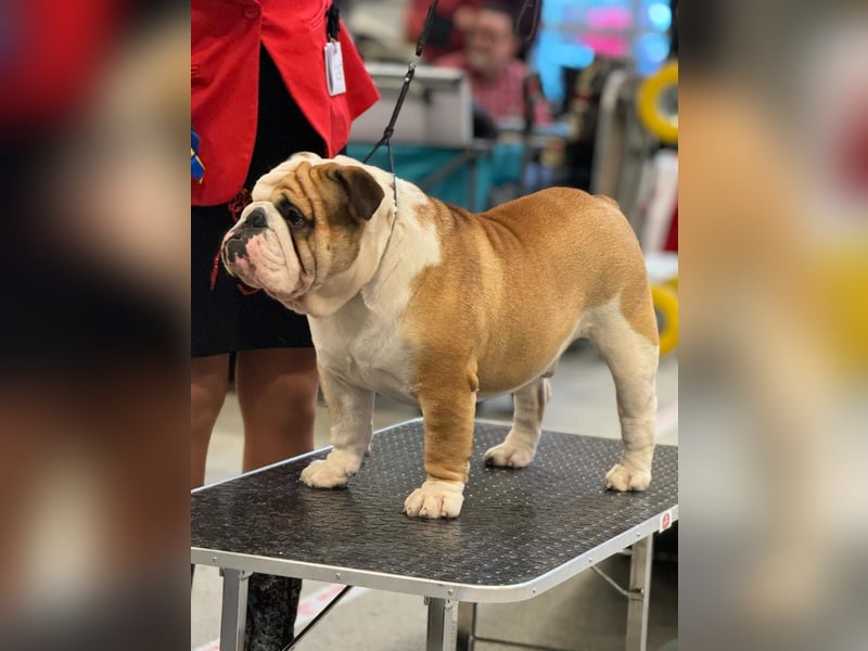 Englische Bulldoggen welpen Top Pedigree FCI