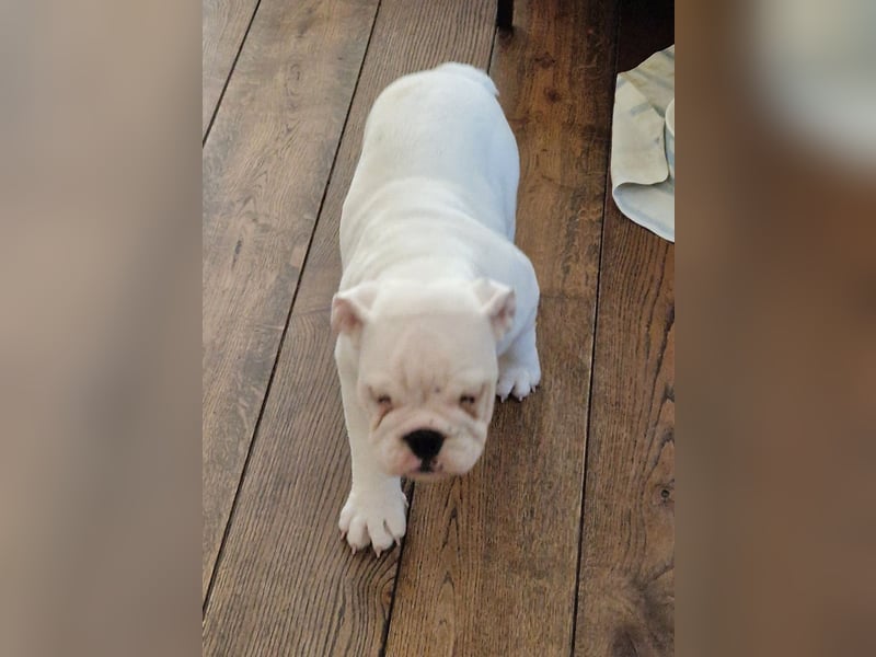 Englische Bulldoggen welpen Top Pedigree FCI