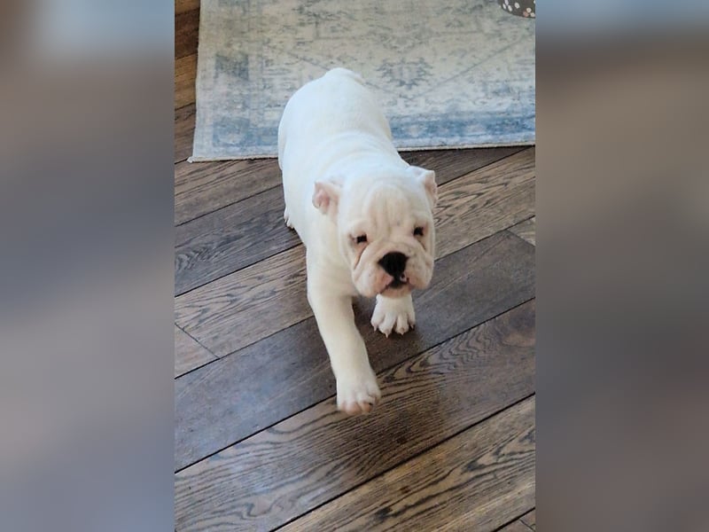Englische Bulldoggen welpen Top Pedigree FCI
