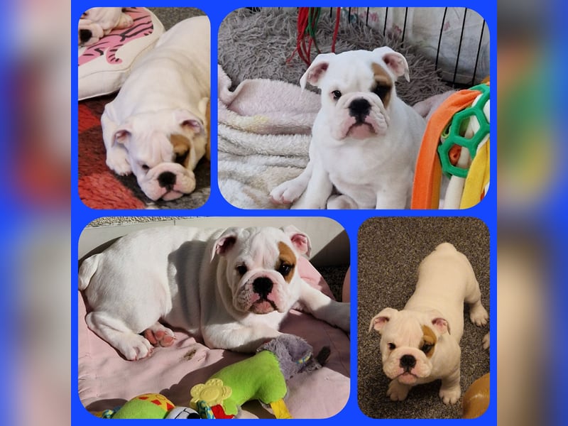 Englische Bulldoggen welpen Top Pedigree FCI