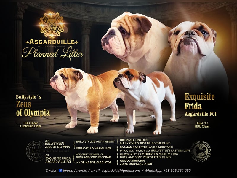 Englische Bulldoggen welpen Top Pedigree FCI