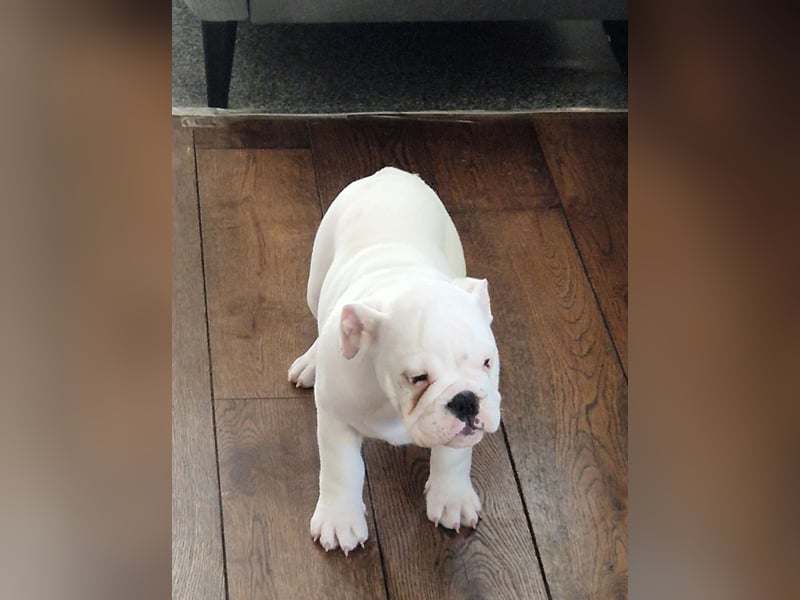 Englische Bulldoggen welpen Top Pedigree FCI