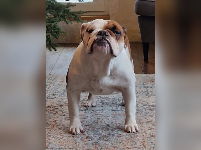 Englische Bulldoggen welpen Top Pedigree FCI
