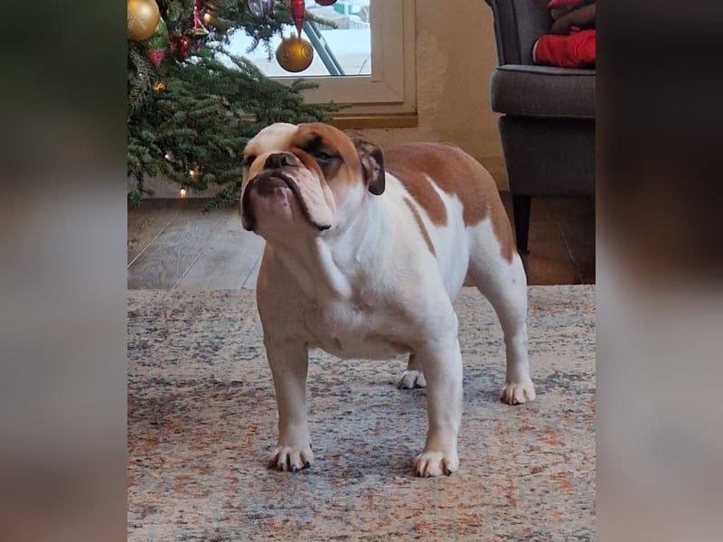 Englische Bulldoggen welpen Top Pedigree FCI