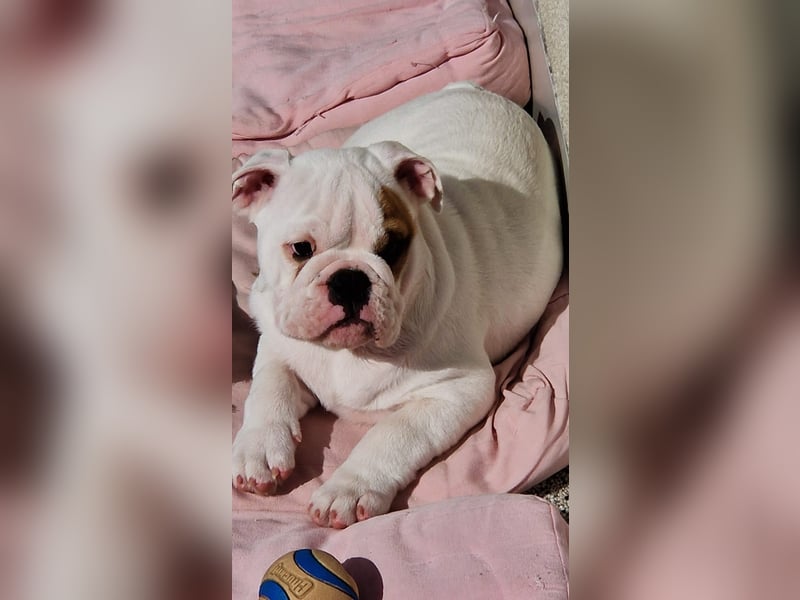 Englische Bulldoggen welpen Top Pedigree FCI