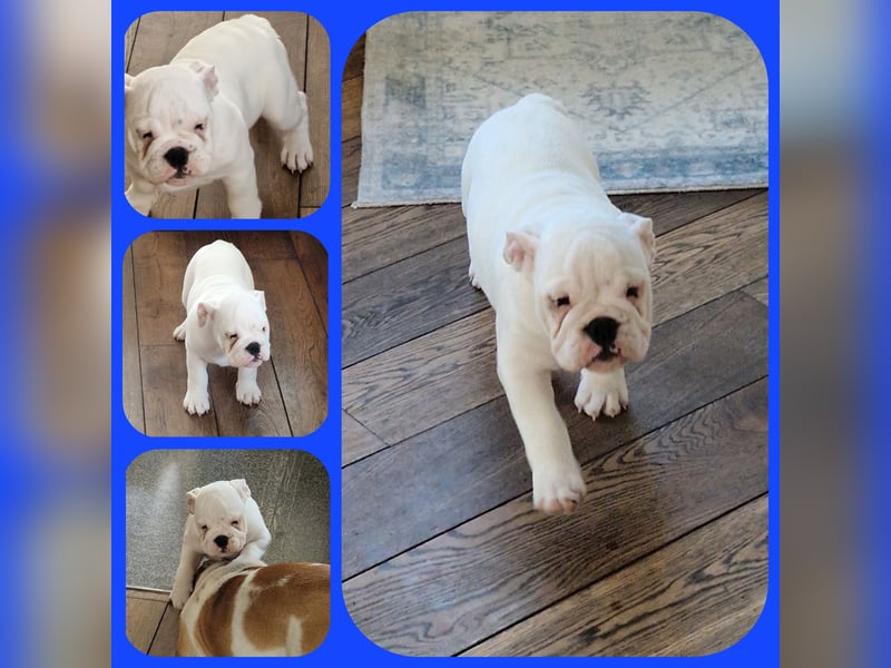 Englische Bulldoggen welpen Top Pedigree FCI
