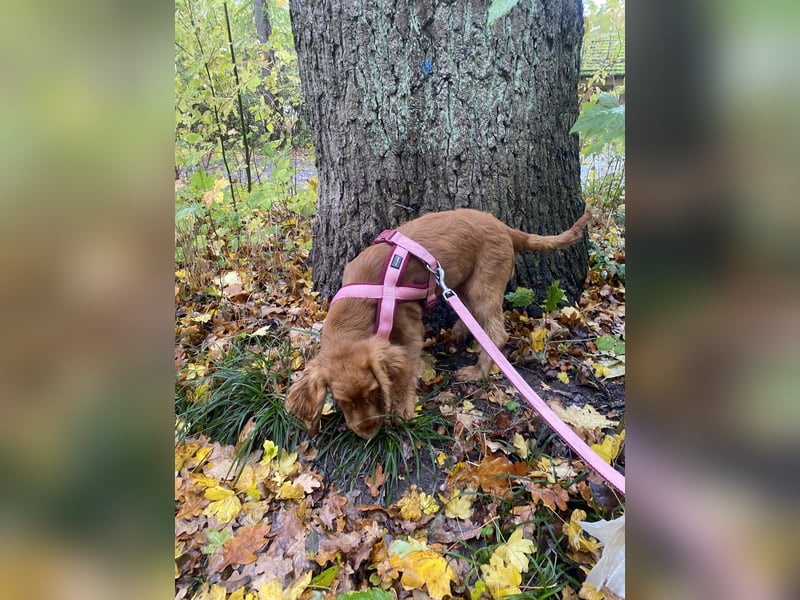 Cocker Spaniel Hündin