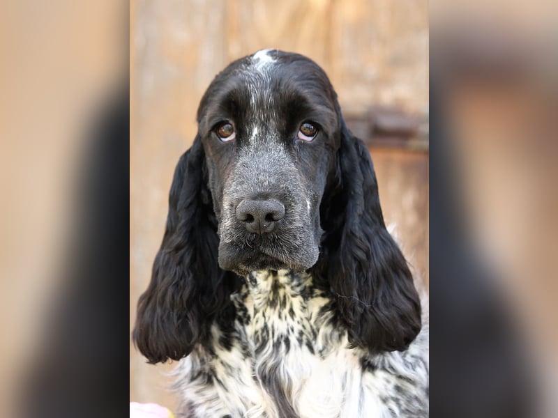 English Cocker spaniel welpen