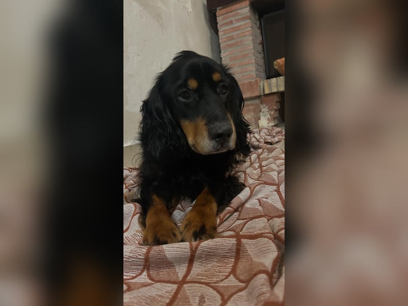 Arthur sucht sein für immer Zuhause