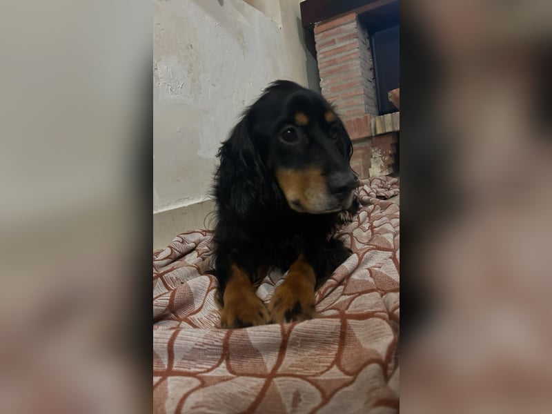 Arthur sucht sein für immer Zuhause