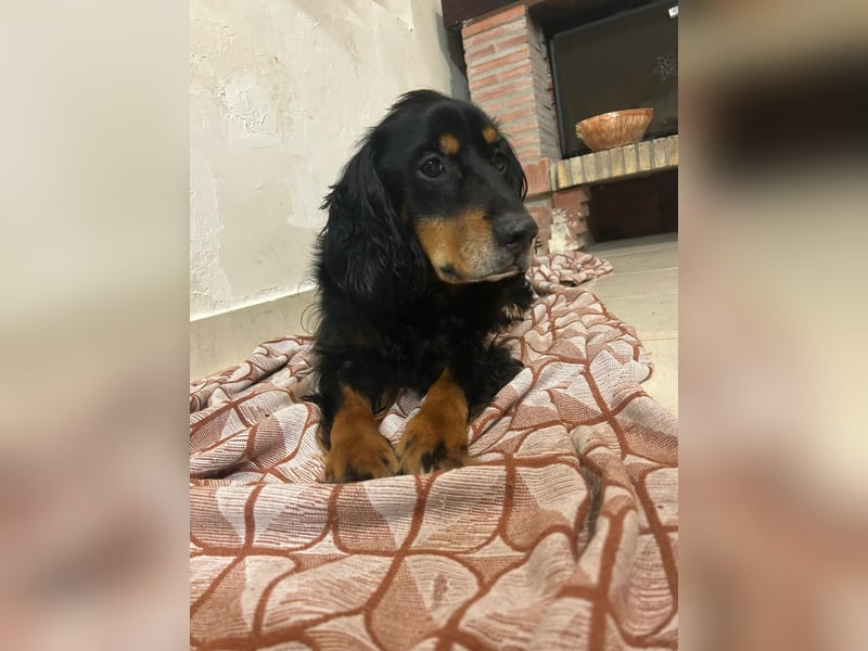 Arthur sucht sein für immer Zuhause