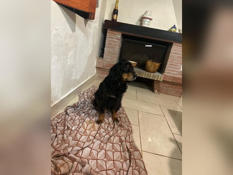 Arthur sucht sein für immer Zuhause